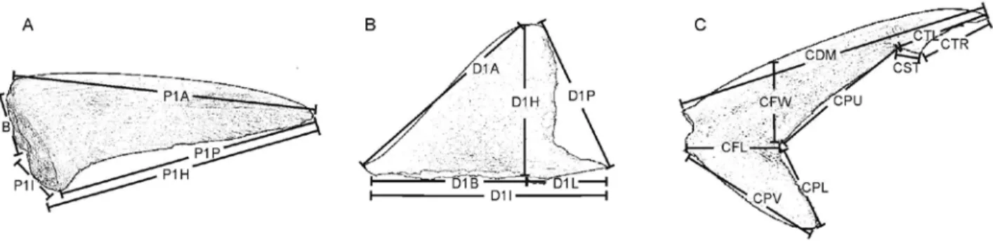 Figure 1. Diagrams of pectoral fin (A), first dorsal fin (B) and caudal fin (C) of sharks, showing the morphometrical measurements used  for Principal Component Analyses and Discriminant-Function Analyses