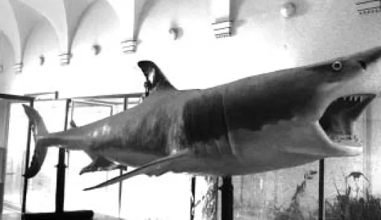 Fig. 2. 460 cm long, taxidermied female white shark preserved in the Zemaljski muzej Bosne i Hercegovine, in Sarajevo, Bosnia and Herzergovina (without cat