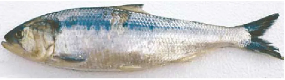 Figure 10. Twaite shad individuals have been caught more frequently over recent years in Finland