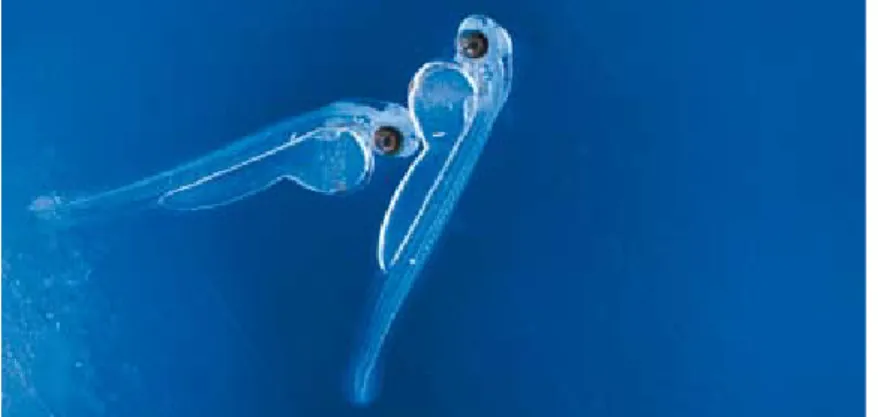 Figure 19. Stripping of eggs and sperm from brood fish in the wild, incubation until the asp larvae is  newly hatched (in photo), further cultivation in ponds with natural food supply and introductions into  several waters have diminished the risk of the a
