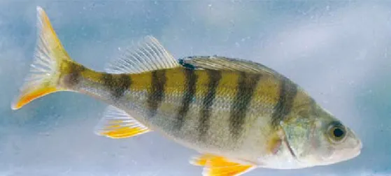 Figure 2. Two-spotted goby has been observed in a few locations in clear water areas along the south- south-western coast