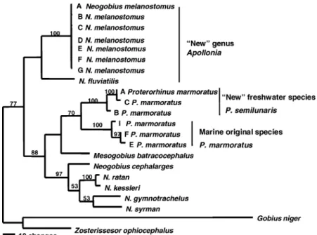 Figure 2. Consensus of two most-parsimonious trees of neogobiin relationships from partial cytochrome b sequences using PAUP*