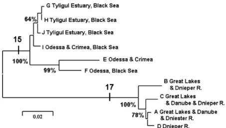 Figure 3. Neighbor-joining tree of relationships among Proterorhinus haplotypes from partial cytochrome b sequences, constructed using Kimura (1980) two-parameter genetic distances in MEGA 2.1 (Kumar et al