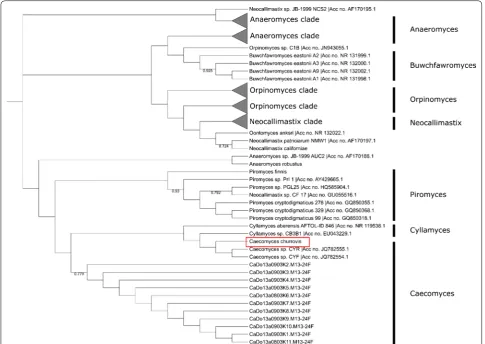 Fig. 2 ITS1 phylogenetic analysis clusters C. churrovis with Caecomyces strains. ClustalW alignment and maximum parsimony phylogenetic analysis bootstrapped with 1000 replications was used to perform phylogenetic analysis