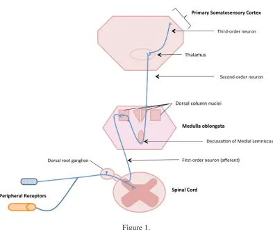 Figure 1. Dosal column-medial lemniscal pathway.