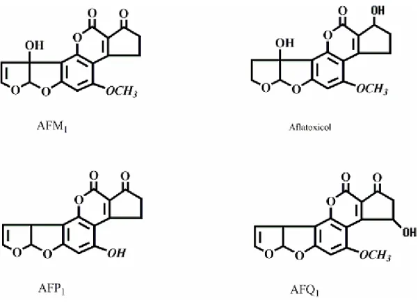 Figure  4-4.  Chemical structures of the aflatoxin M1 (AFM1), aflatoxin Q1 (AFQ1), aflatoxin P1 (AFP1)  and aflatoxicol (AFL)