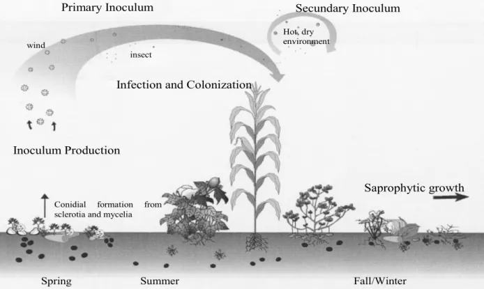 Figure   3-2.  Diagram  of  the  pre-harvest  infection  of  cotton,  corn,  and  peanuts  by  A