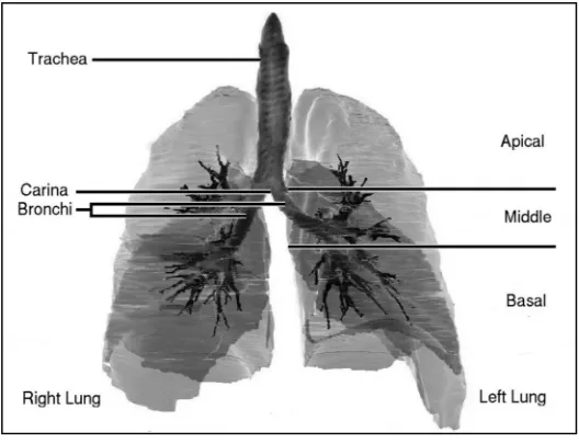 Figure 2.1 Bronchi, bronchial tree, and lungs. [4] 