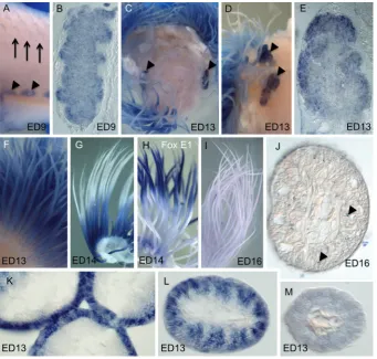 Fig. 2. Expression of chick FOXN1filaments can be seen peripherally. filaments from ED13 showing label along the entire thymus and feathers.heads) in ED9 chick neck showing one side of bilateral, lobular expression in the thymus glands