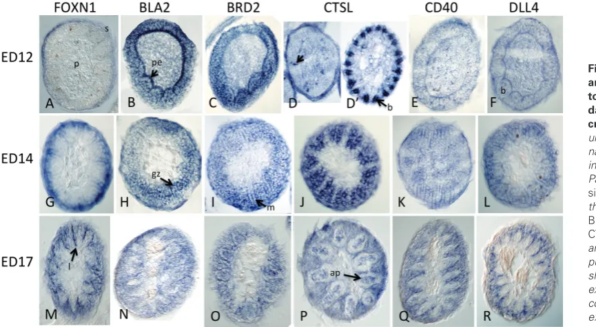 Fig. 4. Expression of FOXN1 