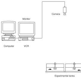 Fig. 1. The experimental set-up for tests of the swimming behaviour of crucian carp. Only two out of a total of four circular, experimen-tal tanks are shown here