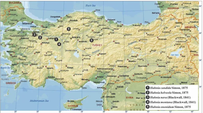 Figure 1. Collection localities of Hahniidae in Turkey 
