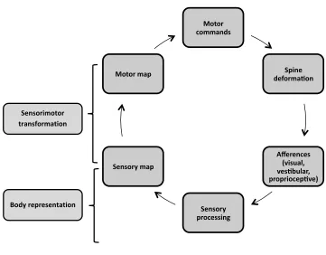 Figure 1: Theoretical model of the association between a distorted body representation and the 