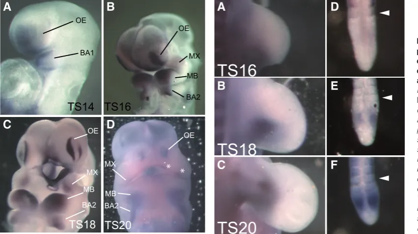 Fig. 3 (Left). Dlk1 is ex-