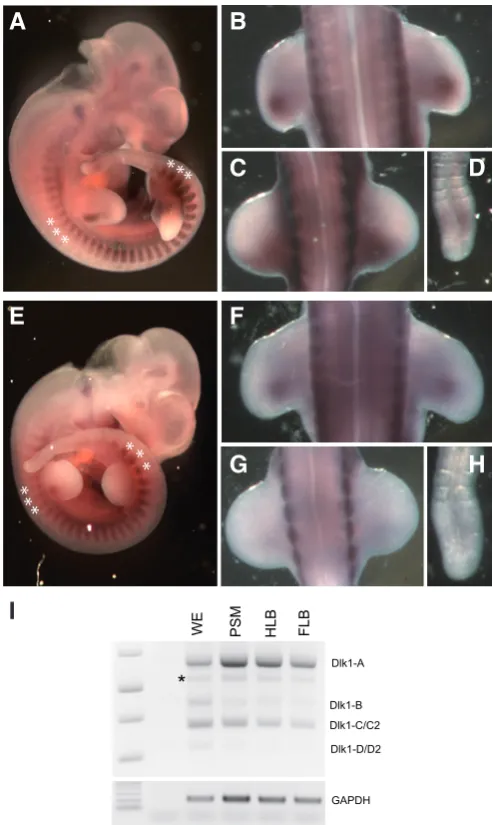 Fig. 5. Soluble and membrane-bound Dlk1figure 1).  isoforms are broadly co-expressed during early development