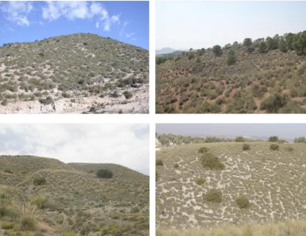 Fig. 1. View of different Stipa tenacissima steppes from Central and South-East Spain, showing the typical two-phase mosaic of bareground areas and S