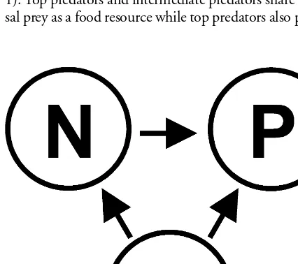 Fig. 1. The simple IGP system. P (top predators), N (intermedi-ate predators) and R (basal prey)