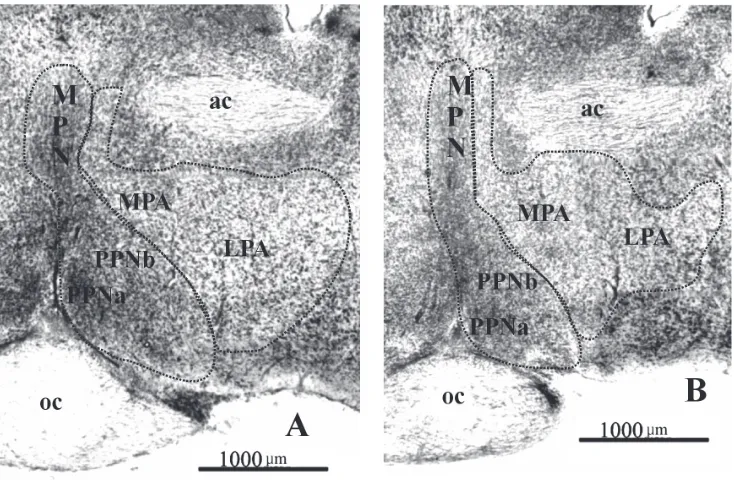 Figure 1. Photomicrographs of Nissl-stained coronal sections of the preoptic area of the guinea pig; A