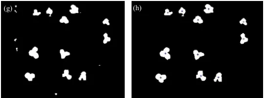 Fig. 5. Image processing protocol: (a) original photo; (b) using colour training to extract green plants from the background and get the binary image; (c) then filtering noise and filling holes of (b); (d) eroding of (c) until weeds disappeared; (e) dilati