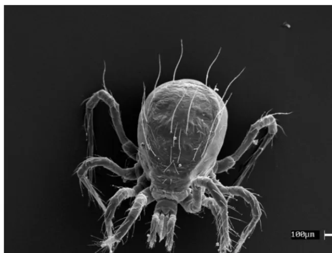 Fig. 13. Dorsal view of Phyto-