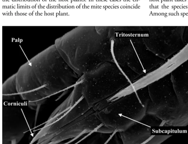 Fig. 4. Chelicerae of the phy-
