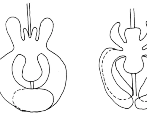 Fig. 7. Schematic drawings of diver-ticula in Ph. persimilis (A) and A. an-dersoni (B) (from Akimov and Staro-vir 1978, modified).