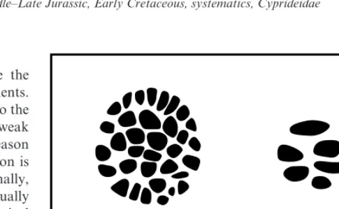 Fig. 1. Muscle scar diﬀerences between Carbonita Strand, 1928 and thetypical cypridoidean pattern with an adductor muscle scar ﬁeld consist-ing of a vertical row of 4 anterior scars and 2 behind it, as well as afrontal scar and 2 mandibular scars