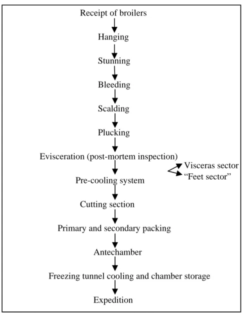 Fig. 1  Flowchart of the slaughter of broilers. 