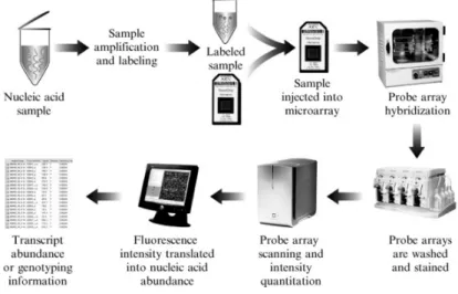 Figure 1.1 – Work flow of the Affymetrix microarray experiment.