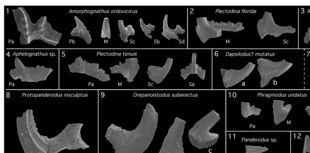 Fig. 4. SEM micrographs of some conodont species recently collected from the Ozora Quarry