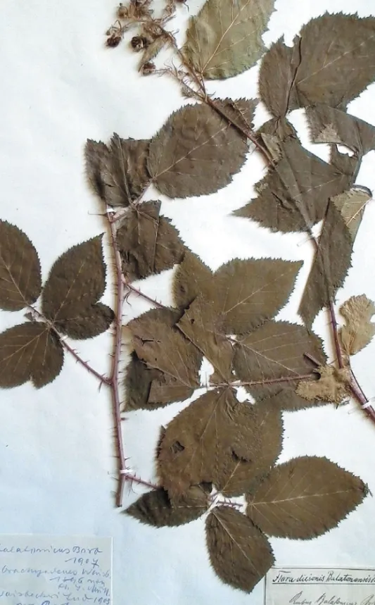 Fig. 1. – Rubus balatonicus Borbás, lectotype (BP82077).