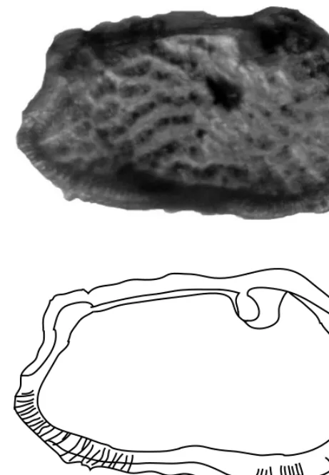 Fig. 2. View of Ambostracon irizukii sp. nov. and its trace withtransmitted light. Paratype USNM 537696