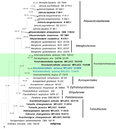 Fig. 45  Phylogram generated from combined LSU, SSU and ITS sequence data. The tree is rooted to Dothidea insculpa CBS 189.58
