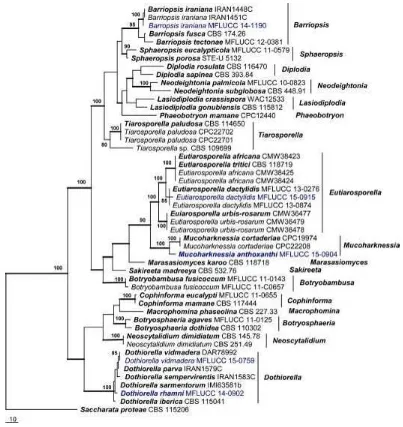 Fig. 1  Phylogram generated from Maximum Parsimony analysis based on combined ITS and 