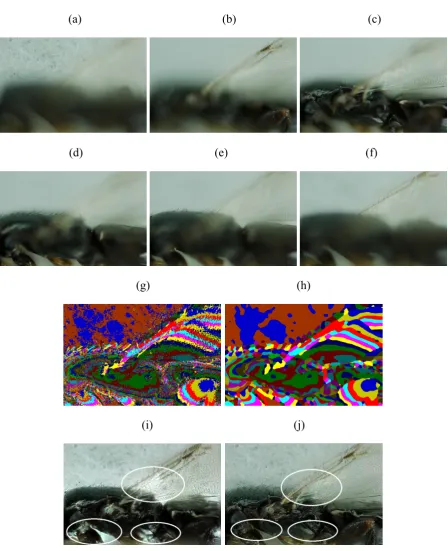 Figure 6. Fusion of the “bee” image sequence, which contains sixty images in total. (a)-(f) 