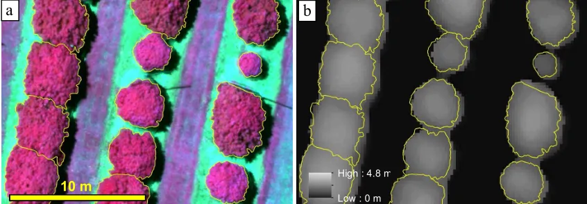 Figure 7. (a) False colour (NIR, Red, Green) orthomosaic; and (b) corresponding CHM of lychee trees post-pruning, including the GEOBIA delineation result (yellow outlines)