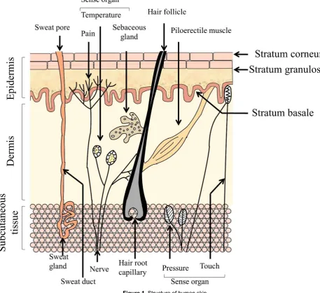 Figure 1. Structure of human skin 