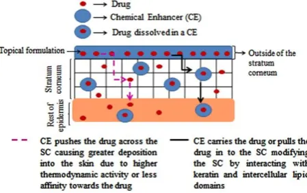 Figure 2. Routes of penetration of a molecule across the SC 