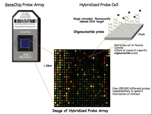 Figure 1.1 Microarray Chip. [6]