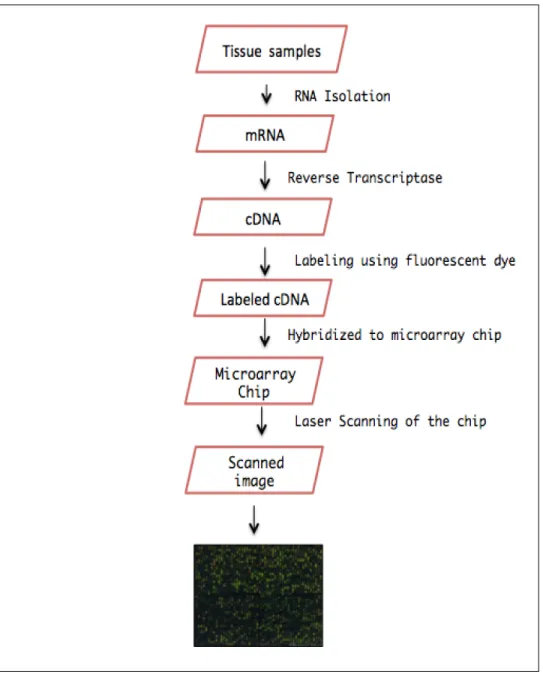 Figure 1.2 depicting the Microarray experiment protocol [8] 