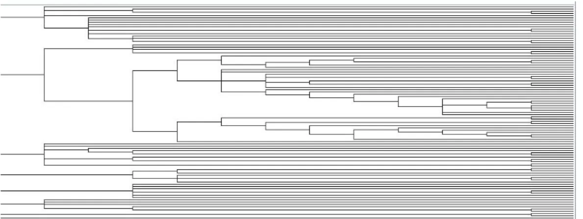 Figure 2: Dendogram using HOPACH.