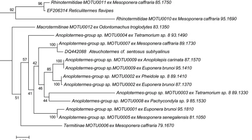 Fig 1. Maximum likelihood phylogeny of termites consumed by ants based on COII sequences