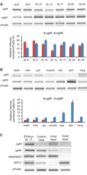 Fig. 2. RT-PCR analysis of vgll4as loading control.  gene expression in embryos and adult tissues.RT-PCR was performed on total RNA extracted from embryos at different embryonic stages, adult tissues and internal and external layers of animal caps