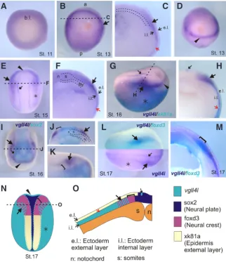 Fig. 1E, vgll4 and vgll4l are remarkably conserved 