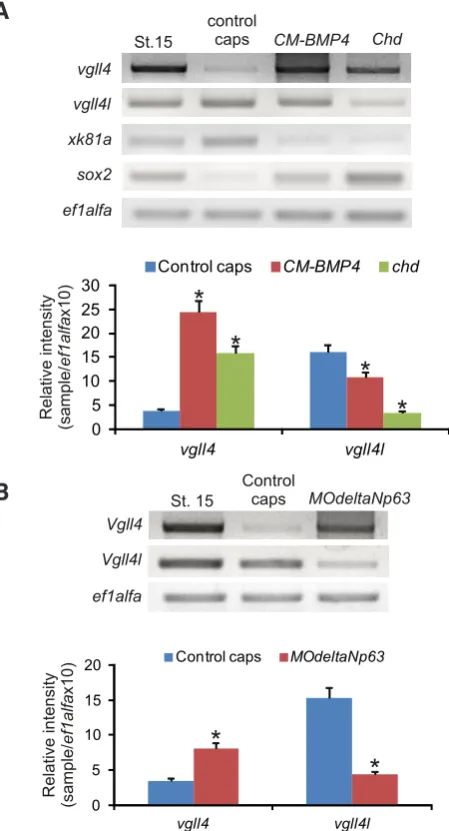 Fig. 6. Regulation of vgll4 and vgll4l expression in the ectoderm. One-cell stage embryos were injected with CM-BMP4 or chd mRNA (A) or MOdeltaNp63 (B)