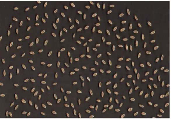 Figure 1 One of the scanned images of the grain used for grain size determination 