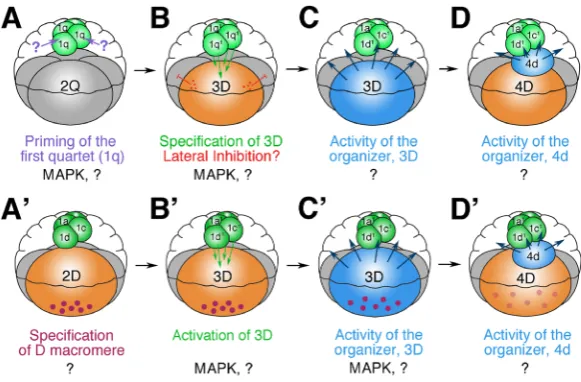 Fig. 5. Models summarizing basic mechanisms involved in specifying the dorsal D quadrant and subsequent D quadrant organizer activity during early developing in spiralians