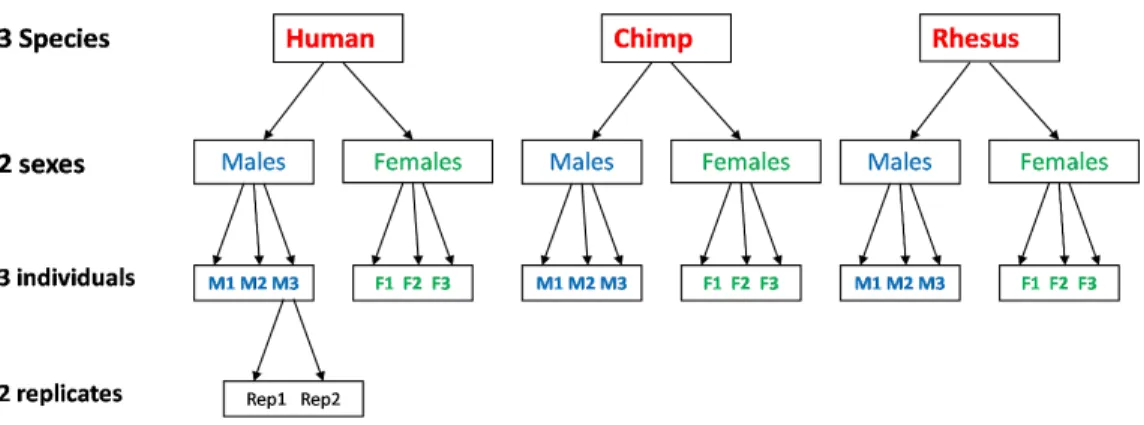 Figure 1: Graphical representation of the experimental design (Blekhman et al., 2010).