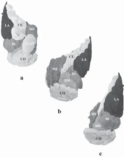 Table 1. The morphometric parameters of the individual amygdaloid nuclei of the rabbit amygdala