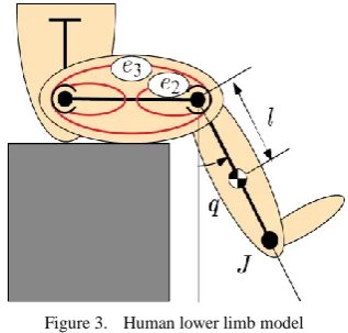 Figure 3.  Human lower limb model